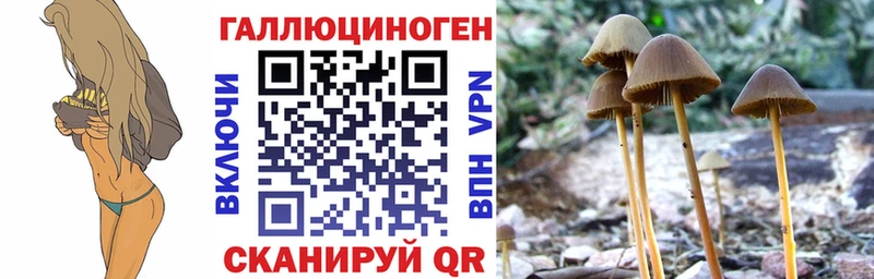 Галлюциногенные грибы Psilocybine cubensis блэк спрут ссылка Куса